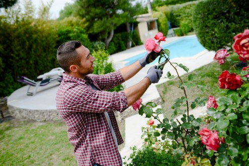 A man with short dark hair, dressed in a red and white checkered shirt and wearing gardening gloves, is pruning pink roses in a well-maintained private garden. The garden features a neatly trimmed hedge and a lush green lawn surrounding the flower bed where the roses grow. In the background, there is a swimming pool with a curved shape, bordered by a stone patio, and a white garden lounge chair positioned near the pool. Tall trees and additional shrubbery create a shaded, peaceful outdoor environment typical of landscaped gardens in Wandsworth. The scene is set on a clear, bright day with natural sunlight illuminating the vibrant greenery and colorful blossoms, reflecting the outdoor maintenance and gardening services provided by Landscapers Wandsworth in this residential area. The gardener is attentively trimming the rose bush, demonstrating detailed care for the flowering plants and overall garden appearance, supporting services focused on garden design, maintenance, and shrub pruning in London’s Wandsworth district.