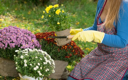 A person wearing a blue top, patterned apron, and yellow gardening gloves is seen working in a well-maintained garden, tending to potted flowering plants. The garden features a variety of vibrant flowers, including yellow, purple, and white blooms, arranged in pots and planted directly in the soil. The background showcases lush green grass and a natural outdoor setting, indicating a landscaped yard or front garden area in Wandsworth. The arrangement of plants and flowers suggests an emphasis on decorative garden planting, ideal for enhancing curb appeal and outdoor aesthetic. The scene is lit with natural daylight, highlighting the vivid colours and healthy condition of the plants. This scene exemplifies professional gardening and landscaping practices, reflecting the kind of outdoor maintenance services provided by companies such as Landscapers Wandsworth, serving residential gardens in the SW postcodes.