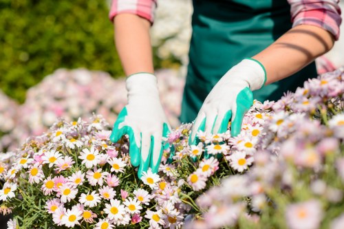 A person wearing a green apron, pink striped shirt, and white gardening gloves is tending to a flower bed filled with pink and white daisy-like flowers in a garden setting. The hands are carefully handling the plants, suggesting maintenance or planting activity. The background features a lush green hedge and sunlight indicating a bright, clear day. The garden appears well-maintained with vibrant, healthy flowers and a neat arrangement of plants, signifying professional gardening or landscaping work typical of a back garden or landscaped outdoor space in Wandsworth. The presence of floral blooms and natural elements emphasizes outdoor gardening and lawn care services offered by Landscapers Wandsworth, aligning with local gardening expertise. The environment is calm, warm, and inviting, suitable for outdoor gardening activities, and reflects the typical domestic garden landscape found in Wandsworth, South London.