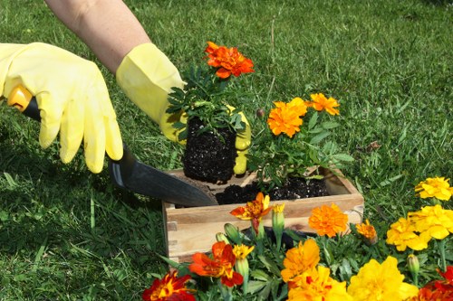 The image shows a gardener's hand wearing a yellow glove, using a small trowel to transplant a vibrant orange marigold plant into a light wooden container situated on a well-maintained grassy lawn. Surrounding the container are several other marigolds in full bloom, displaying rich orange and yellow hues. The lawn area is lush, with dense, evenly cut green grass. In the background, there are no visible trees or shrubs, emphasizing a neatly kept outdoor space suitable for gardening or landscaping projects. The scene appears to be taken during daylight, under natural light, with a clear outdoor environment, reflecting the careful planting work typical of garden maintenance services in Wandsworth and the surrounding London area. The focus is on the process of planting flowers, highlighting a professional gardening activity consistent with services offered by Landscapers Wandsworth, especially in garden and outdoor space enhancement.