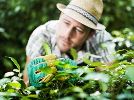 A gardener wearing a straw hat and teal gardening gloves is carefully pruning or inspecting a dense hedge with vibrant green leaves in a well-maintained outdoor garden. The hedge surrounds a lawn area with lush, evenly cut grass, and a paved pathway is partially visible alongside the border of the garden. In the background, there are taller shrubs and trees, with sunlight filtering through the foliage, indicating a bright, possibly warm day. The scene depicts a neat, landscaped garden space typical of residential or small public gardens in Wandsworth, highlighting the attention to outdoor maintenance and planting care that a professional gardening service like Landscapers Wandsworth provides in the local area.