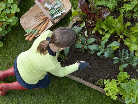 A woman with brown hair tied back, wearing a bright yellow-green sweater, blue jeans, and red rubber boots, is kneeling on a well-maintained green lawn while planting or tending to a raised garden bed filled with dark, moist soil. She appears to be using her gloved hands to work in the bed, which is bordered by wooden planks. The garden bed contains a variety of leafy green plants, including lettuce and possibly other vegetables, with some plants displaying burgundy and green foliage. Surrounding the garden are additional lush green plants, indicating a healthy and thriving outdoor space typical of gardens in Wandsworth. The scene suggests careful outdoor maintenance, aligning with professional gardening services provided by Landscapers Wandsworth, with natural daylight and slightly cloudy weather contributing to an inviting garden environment.