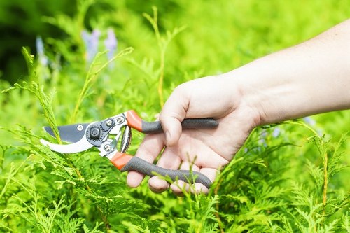 A close-up view of a human hand using a pair of pruning shears with black and orange handles to trim green foliage in a garden. The garden features dense, vibrant green plants with finely divided leaves and a few hints of flowering plants in the background. The scene appears to be outdoors in natural daylight, with a lush, well-maintained outdoor space typical of residential gardens in Wandsworth. The focus is on the pruning activity, highlighting garden maintenance work carried out by landscapers such as Landscapers Wandsworth, emphasizing professional gardening services in the area. The overall environment shows a healthy, green, and flowering garden landscape, with soft natural light illuminating the scene, indicating suitable weather conditions for outdoor gardening tasks.